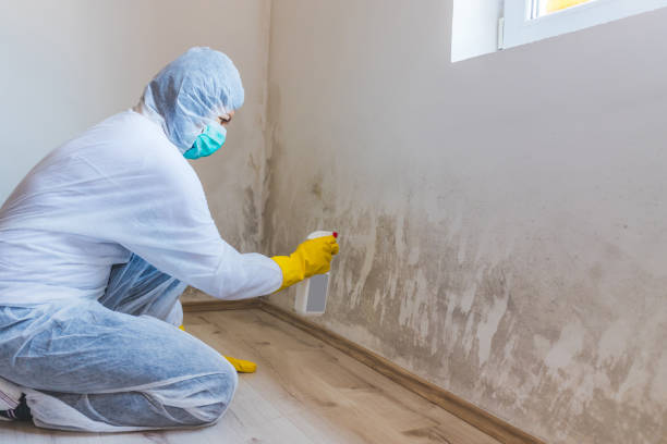Mold Remediation specialist working in Itasca
